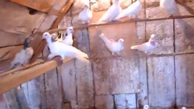 Чистопольские голуби смотреть онлайн