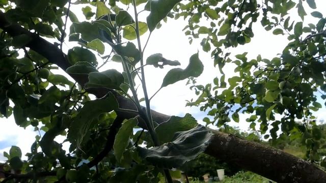 Весенняя прививка яблонь и слив 2021г смотреть онлайн