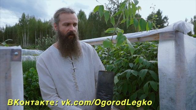 Ореховый сад в холодном климате смотреть онлайн