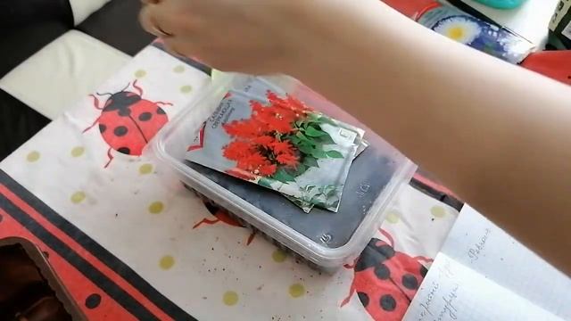 А вы сажали ЭТО? ЧТО ЗА ФРУКТ? смотреть онлайн