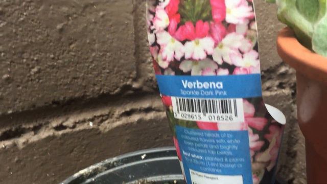 Helichrysum trailing plant name going silver смотреть онлайн