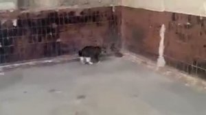 Крыса нападает на кошку. Ужас.