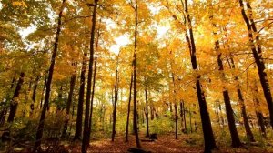 Душевные истории из жизни людей.  Истории любви и предательства.  Жизненные истории