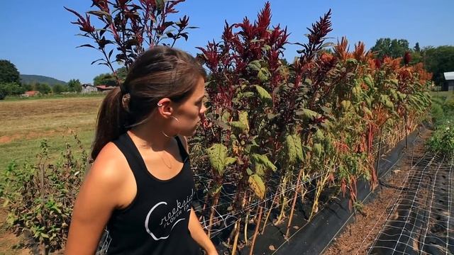 Beauty that Feeds the Soul: Creekside Flower Farm смотреть онлайн