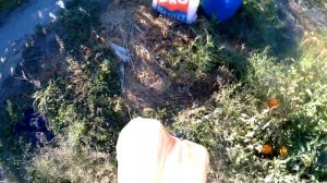 томаты кс18 айсан f1  кс17 f1