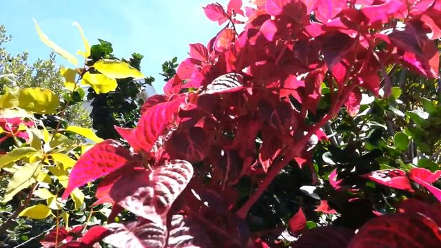 Iresine herbstii - bloodleaf HD 01 смотреть онлайн