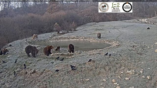 Мишке понравились ледышки в воде- большие#Румыния смотреть онлайн