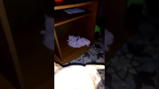 Смесь стафа и питбуля Рэй смотреть онлайн