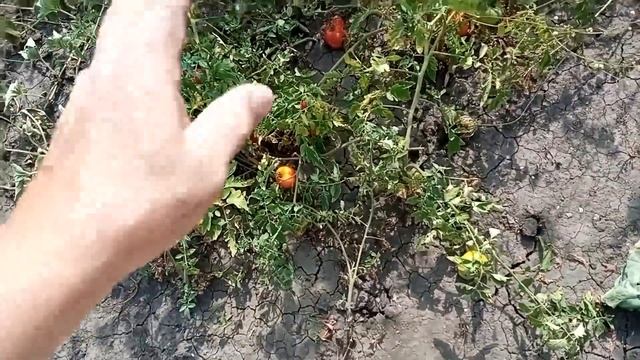 РАННИЕ ПОМИДОРЫ какие красавцы смотреть онлайн