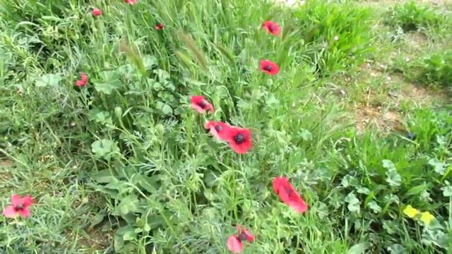 Категория особенных женщин. Ч.1 смотреть онлайн