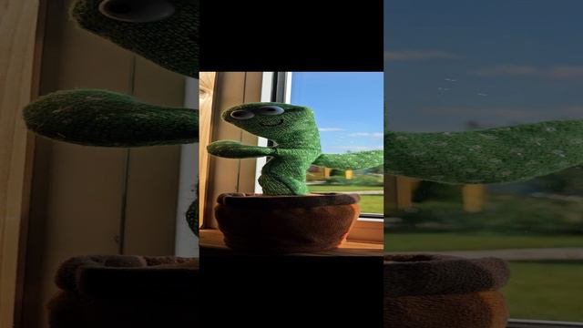 танцующий кактус