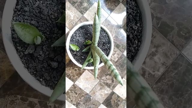 Sansevieria Boncel Silver