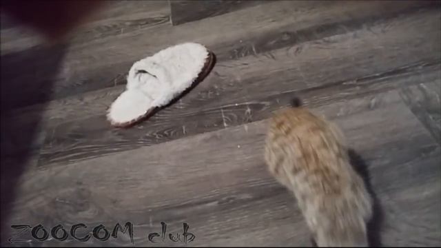 ГЛАДЬ СУРИКАТА! БЕСКОНЕЧНО ГЛАДЬ!