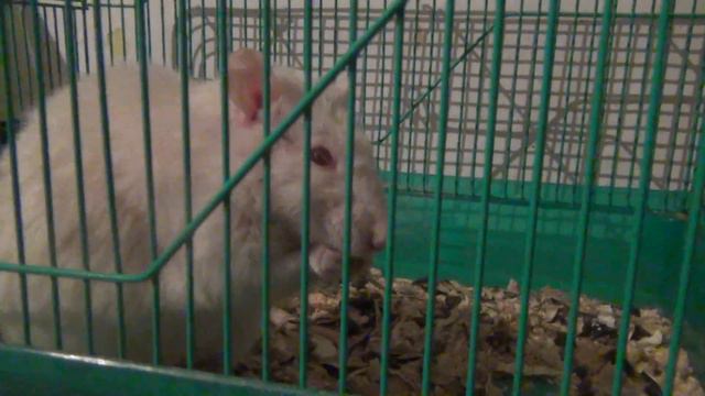 Крыса. Слепой крысенок Филя, ищет кушать. смотреть онлайн