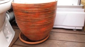 Жасмин многоцветковый