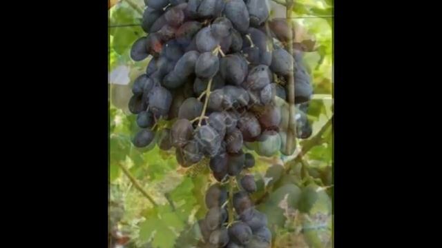 ВИНОГРАД ЧЁРНЫЙ ПАЛЕЦ смотреть онлайн