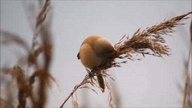 Wąsatki ( Panurus biarmicus ) na zalewie w Jeżewie - 02.01.2021 смотреть онлайн