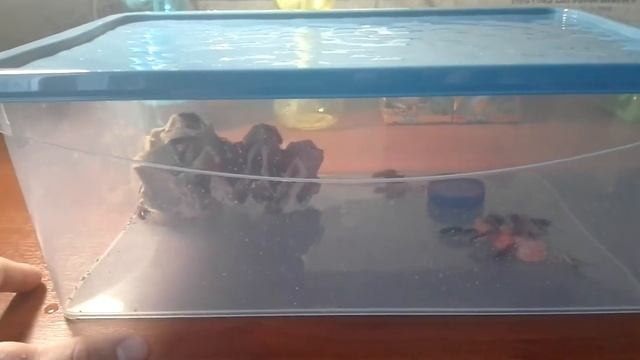 Содержание туркменских тараканов смотреть онлайн