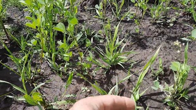 всходы многолетних трав. посев "рюмкой".mp4 смотреть онлайн