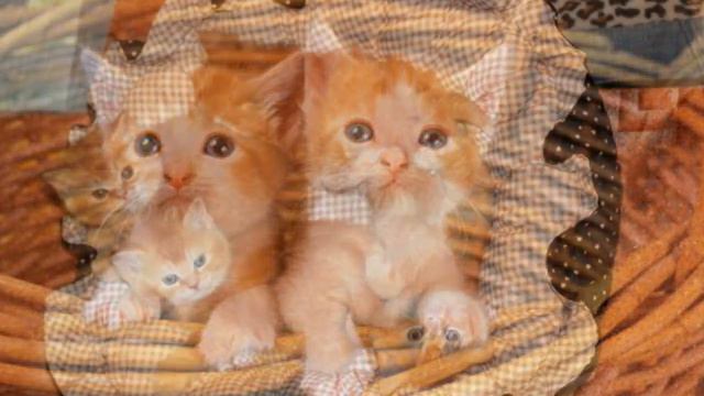 Продаются котята смотреть онлайн