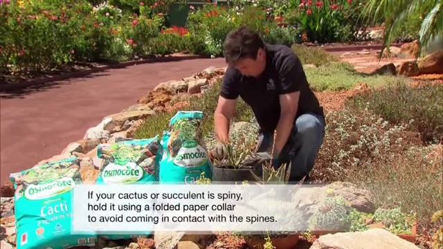 Growing Cacti & Succulents at home using Osmocote Professional Cacti & Succulents Mix смотреть онлайн