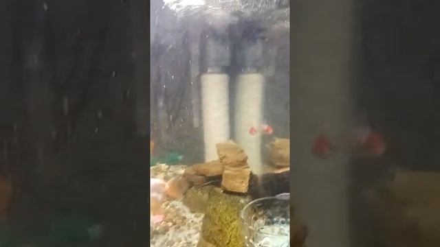 Внутренний фильтр своими руками. Эксперемент?. смотреть онлайн