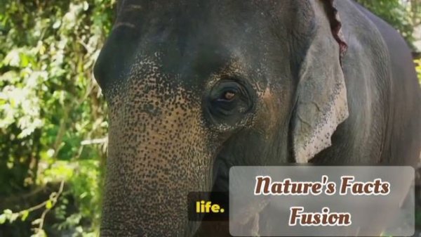 Saving Our Planet: A Call For Conservation of Endangered Species || Nature's Facts Fusion ||