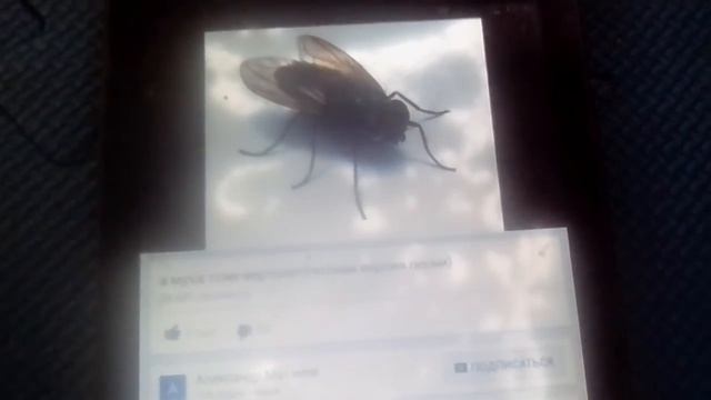 А муха тоже вертолет но без коробки передач смотреть онлайн