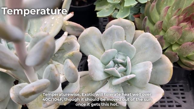 Echeveria Exotic/Exotica Care & Propagation смотреть онлайн