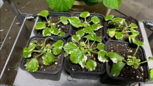 Плектрантус ампельный, черенкую Plectranthus