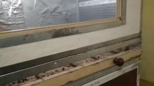 Дезинфекция брудеров