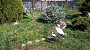 Предупрежден - вооружён. Срок цветения белой акции.