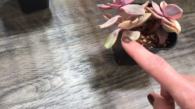Echeveria Rainbow And Echeveria Decora Propagation