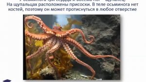 “Морские обитатели“, презентация для детей