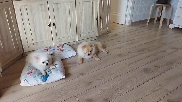 Шпицулик нервно дышит 😃Щенки шпицов померанских. Как определить щенка? Лучшая порода собак) смотреть онлайн