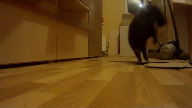 Кошка драпает от радиоуправляемой машинки смотреть онлайн