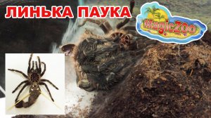 Линька паука птицееда(Lasiodora parahybana).