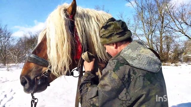 ЖЕРЕБЕЦ БАСТИОН РАДУЕТСЯ ВЕСЕННЕМУ СНЕГУ??? смотреть онлайн