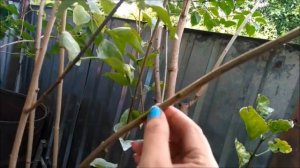 Прививка сирени