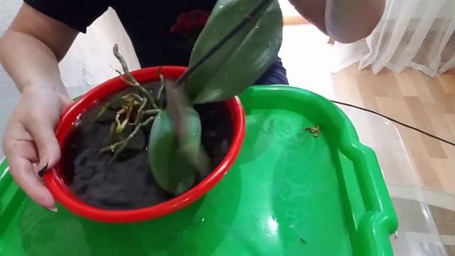 Пересадка орхидеи Каменная роза? смотреть онлайн