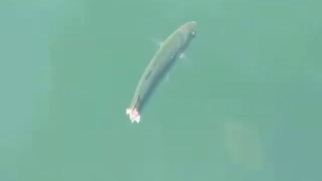 кефаль без хвоста