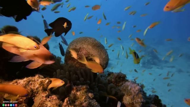 Прекрасные мелодии до слёз... Я заплакала, когда услышала эту песню! Звук тишины #музыкадлядуши#1 смотреть онлайн