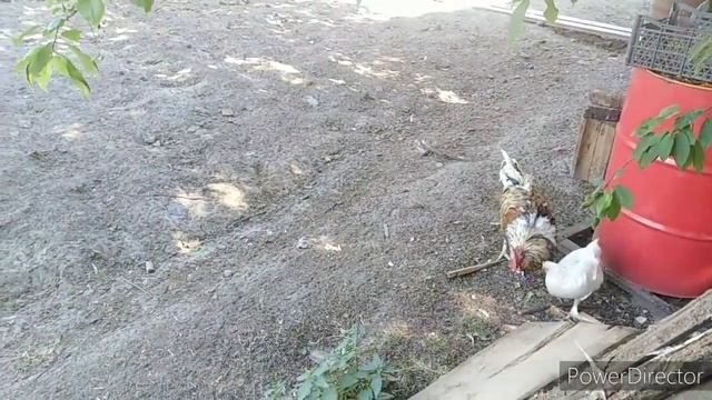 Куда пропал Илья, покупки продуктов. смотреть онлайн