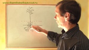 Где у саженца корневая шейка?