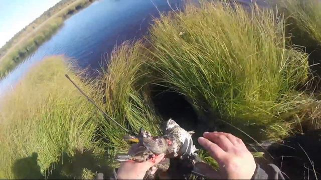 36 уток с подхода миграция уток началась. Осень 07.09.2019 смотреть онлайн