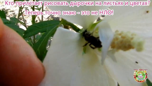 Кто прилетает рисовать дырочки на листьях и цветах? Теперь точно знаю - это не НЛО! смотреть онлайн