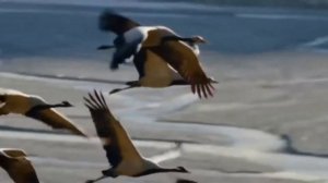 Александр Мордовин. Песня "Журавли над Кандагаром"