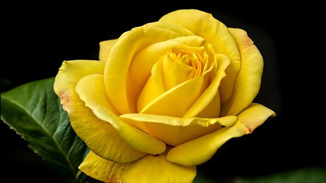 The Yellow Rose of Texas - Fife and Drum Music смотреть онлайн
