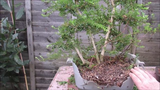 Shrubby Honeysuckle Lonicera Nitida Bonsai April 2019 смотреть онлайн