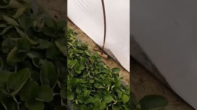 Как построить балаган, туннель. Ошибки смотреть онлайн